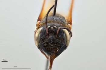 Media type: image;   Entomology 786035 Aspect: head frontal view
